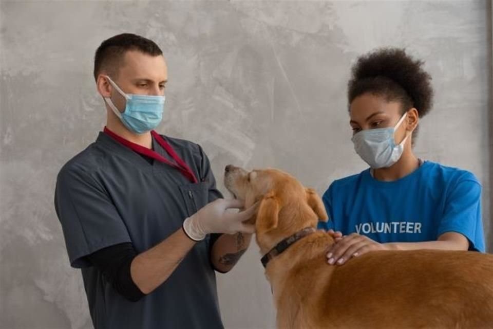 Veterinarios consideran que no es necesario vacunar a las mascotas contra el Covid-19, pues no representan un riesgo para la salud pública.
