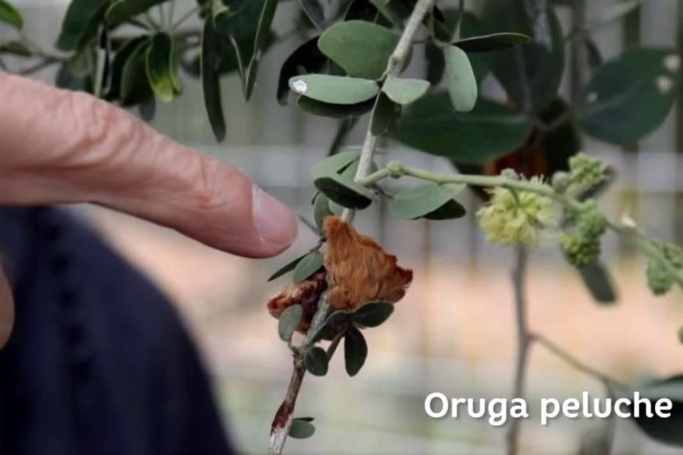 El especialista descartó además que se trate de una especie invasora, pues sí se distribuye naturalmente en el Estado.