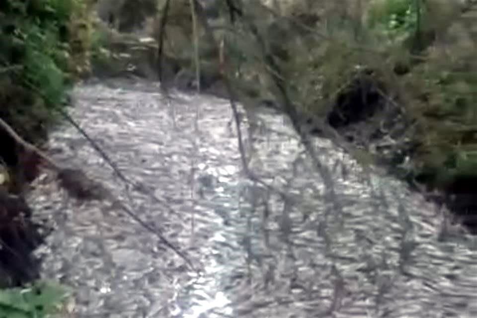 ECOCIDIO... Toneladas de mojarras y tilapias han muerto en Ayotlán.