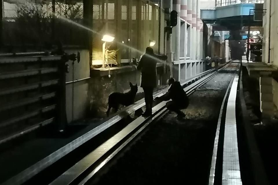 Después de 20 días de búsqueda, personal del Metro rescató a un lomito de la zona de vías de la Línea B.