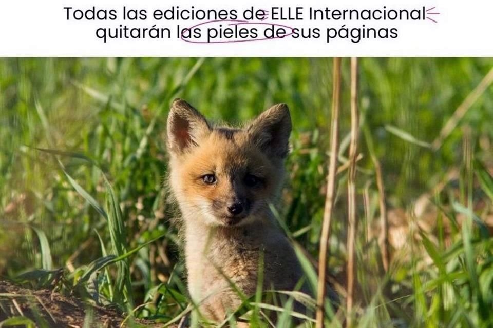 La revista de moda ELLE anunció que las pieles de animales desaparecerán de las páginas y medios digitales de todas sus ediciones.