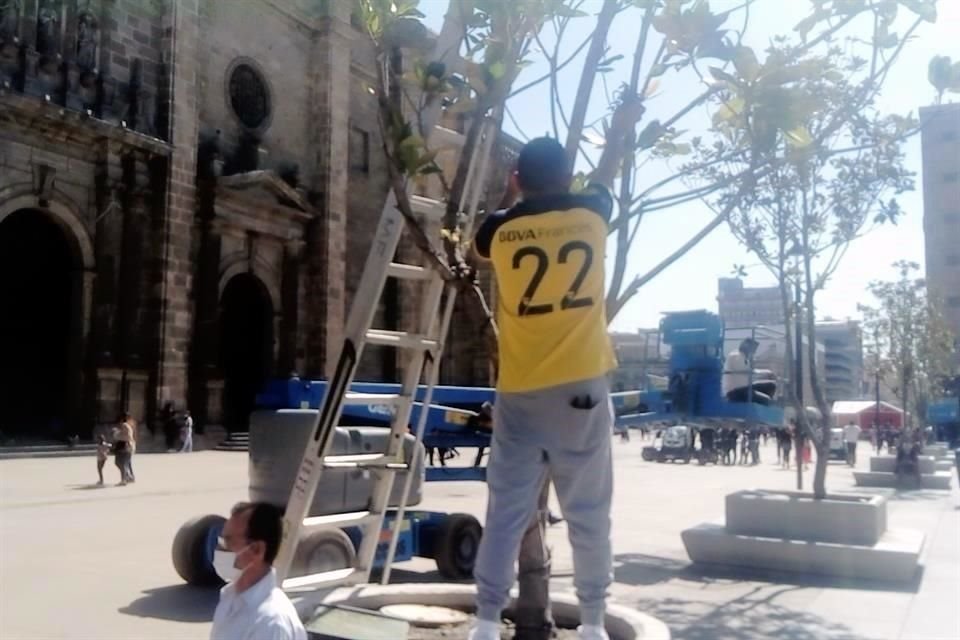 Trabajadores colocaron las luces en los árboles durante la mañana del sábado.