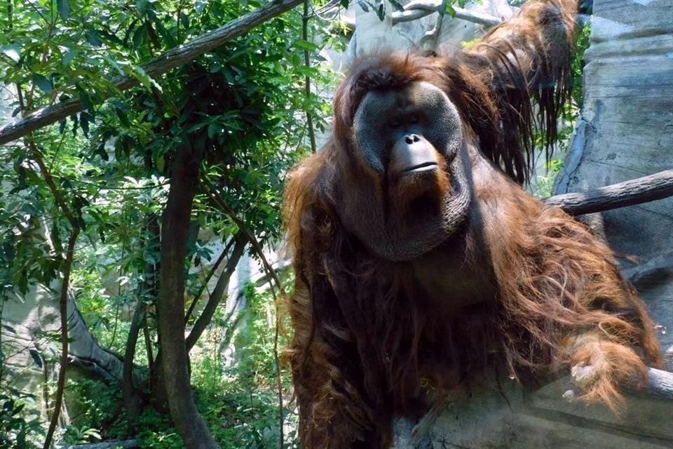 Tras pasar un día deprimido y recostado en su tarima, el orangután Toto falleció este miércoles en el Zoológico de Chapultepec.