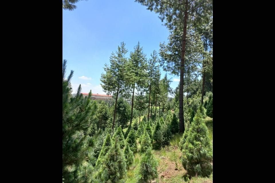 Reconoce Reforestamos México labor de aliados