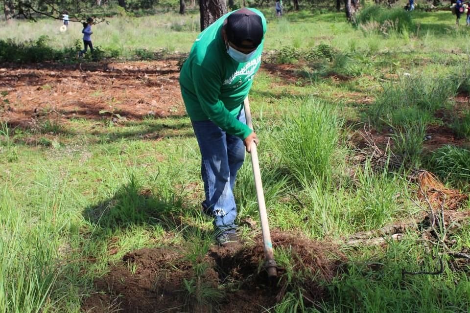 Reconoce Reforestamos México labor de aliados