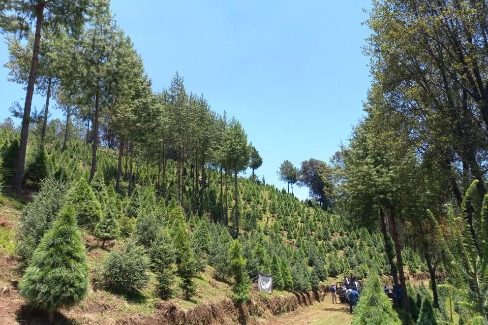 Reconoce Reforestamos México labor de aliados