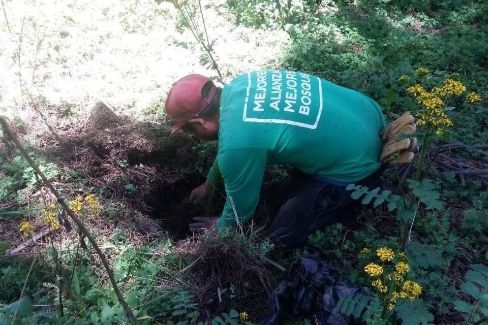 Reconoce Reforestamos México labor de aliados