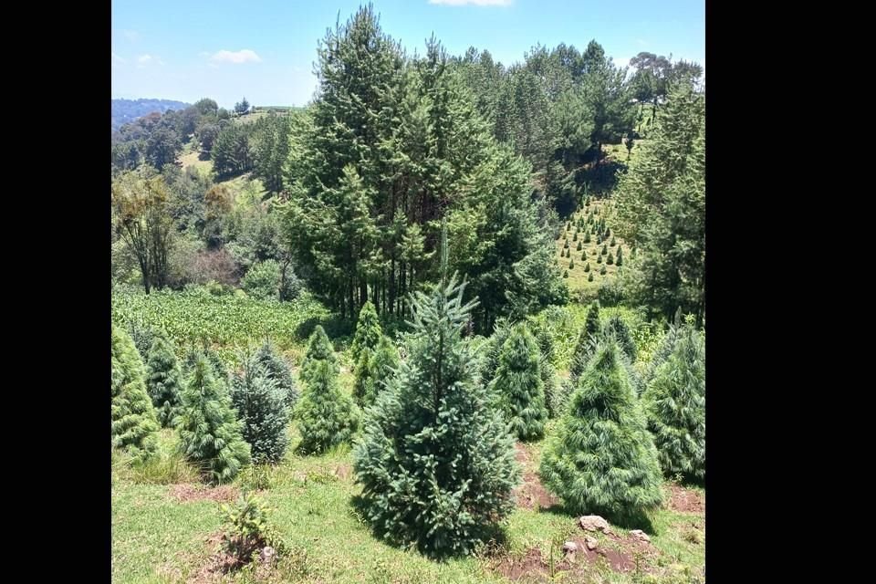 Reconoce Reforestamos México labor de aliados