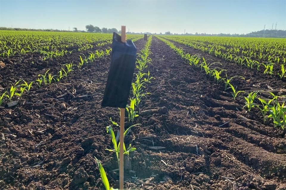 La plaga del gusano cogollero del maíz puede ocasionar más del 40% de pérdidas en el cultivo.