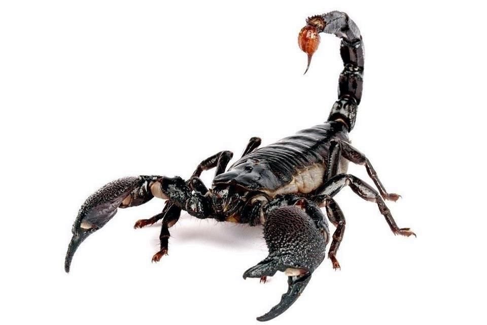 Los alacranes son los más frecuentes en la Ciudad, de acuerdo con un especialista.