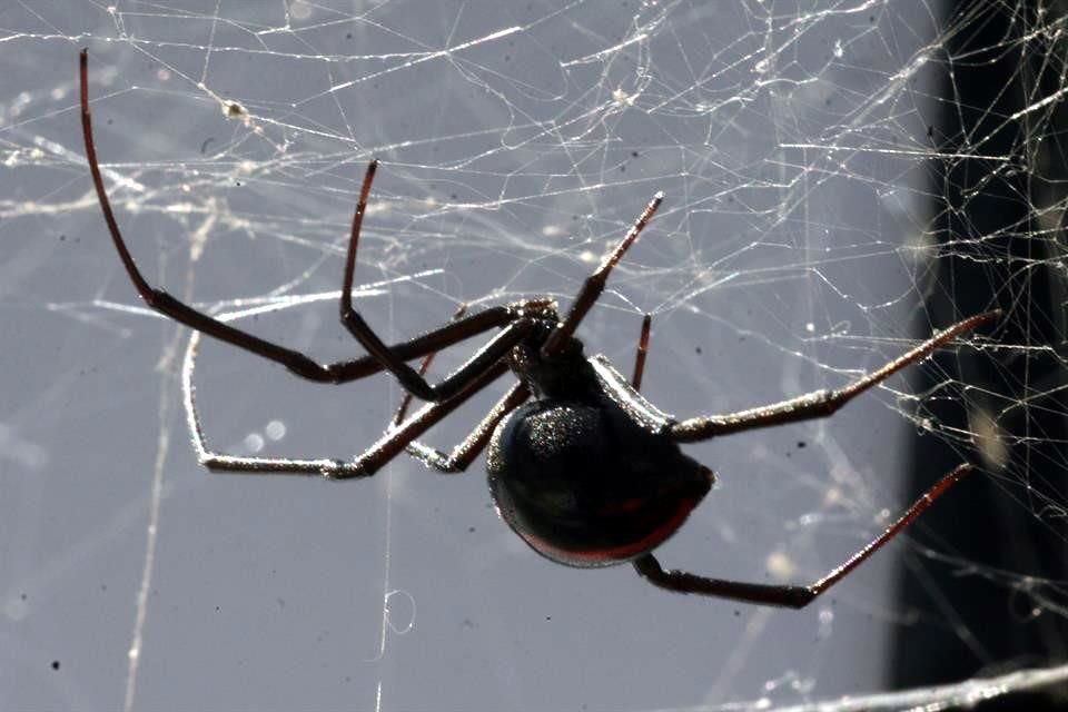 La picadura de viuda negra causa náuseas, vómitos y calambres.