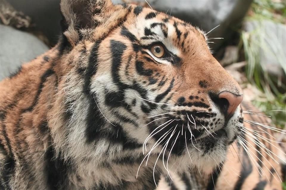 Diez animales del Buin Zoo en Chile recibieron la segunda dosis de una vacuna experimental contra Covid-19 para animales.