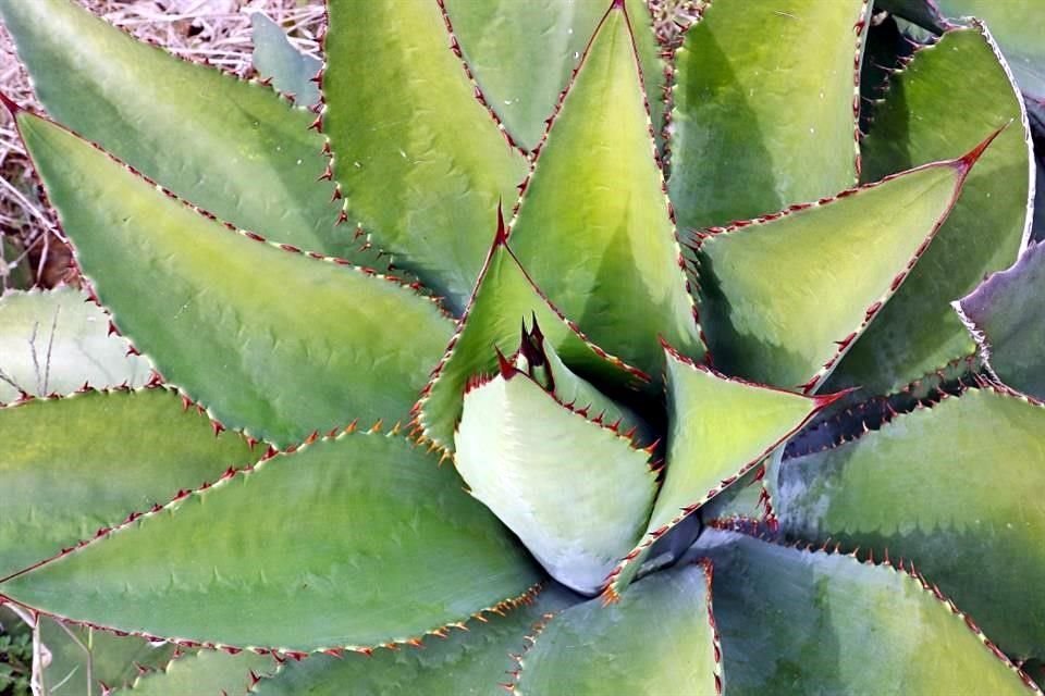 Diversidad de agaves, suelos y procesos dan como resultado el otro espirituoso que ostenta Denominación de Origen desde hace 2 años y medio.