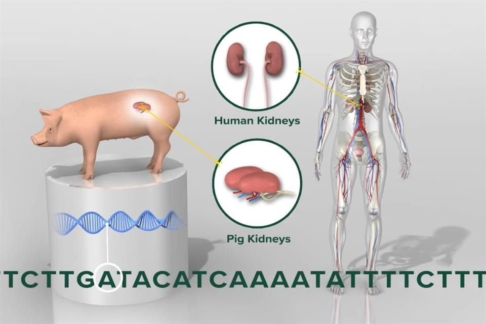 Médicos en EU trasplantaron dos riñones de un cerdo genéticamente modificado a un humano con muerte cerebral. PETA critica dicha práctica.