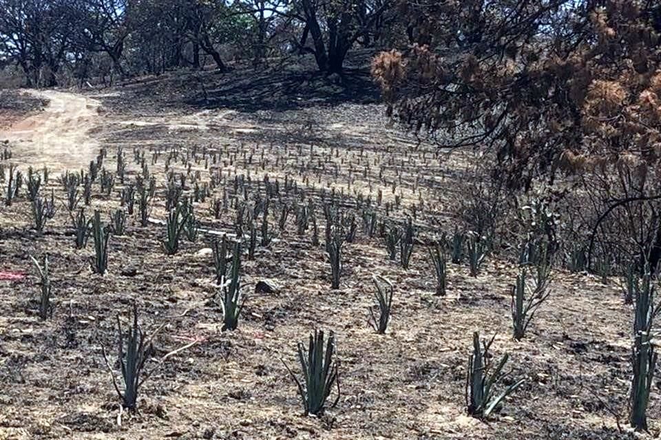 Autoridades de Jalisco podrían ser requeridas por diputados para que atiendan problemas ambientales como riesgo de incendios en La Primavera.