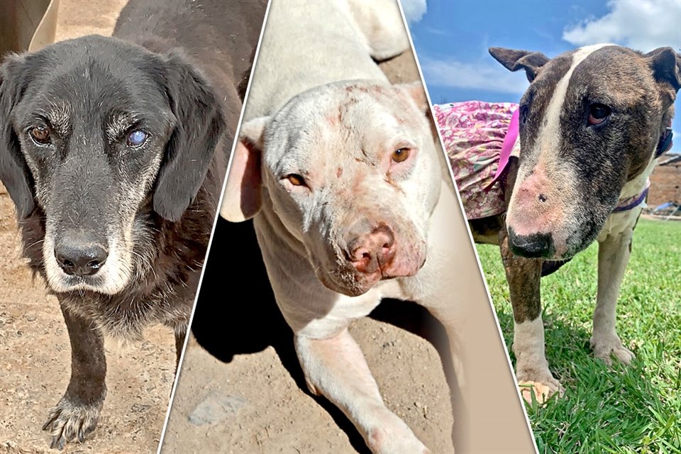 Estos son algunos de los perritos que son atendidos en el albergue y que están listos para convivir.