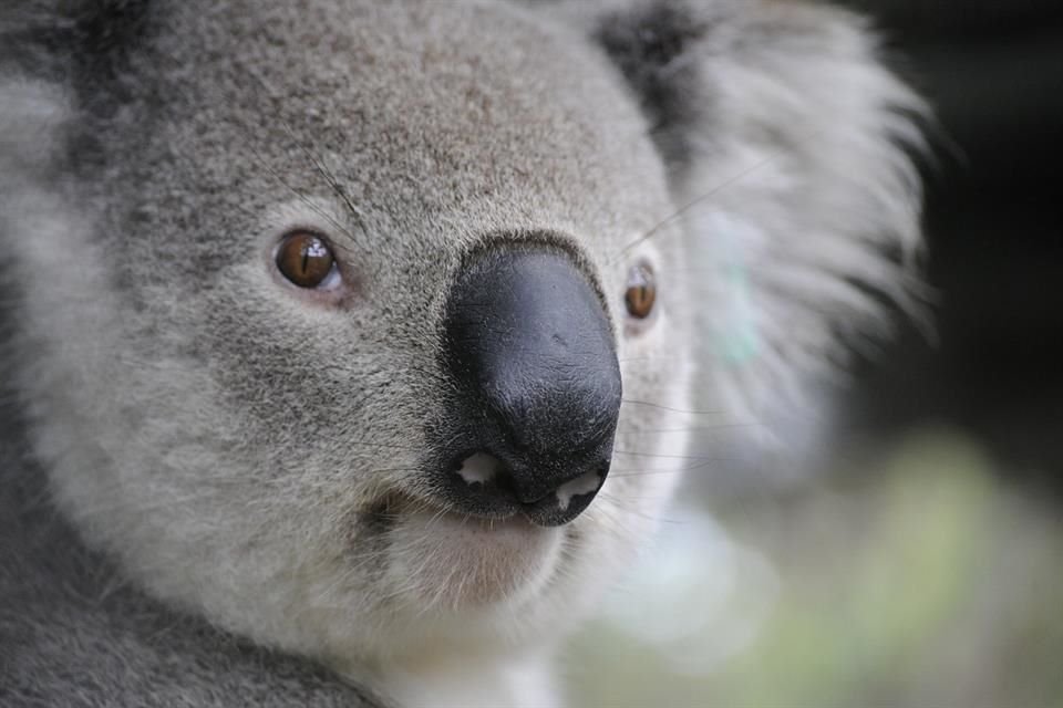 Australia enlistó al koala, uno de sus animales más icónicos, como en peligro de extinción tras la recomendación de comité científico.