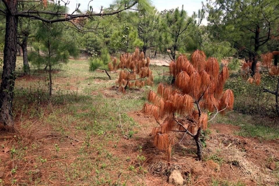 El Nixticuil ha sufrido de incendios, que son atribuidos a intereses inmobiliarios.