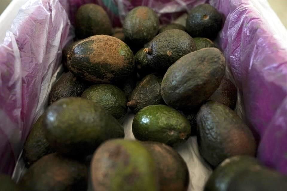 Sader informó la suspensión de importación del aguacate por parte de EU el sábado.