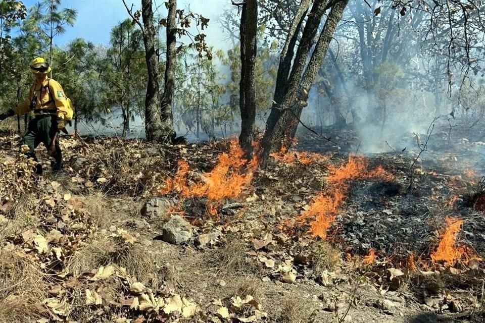 El Bosque Nixticuil, en Zapopan, es víctima de la presión urbanística y de constantes incendios.