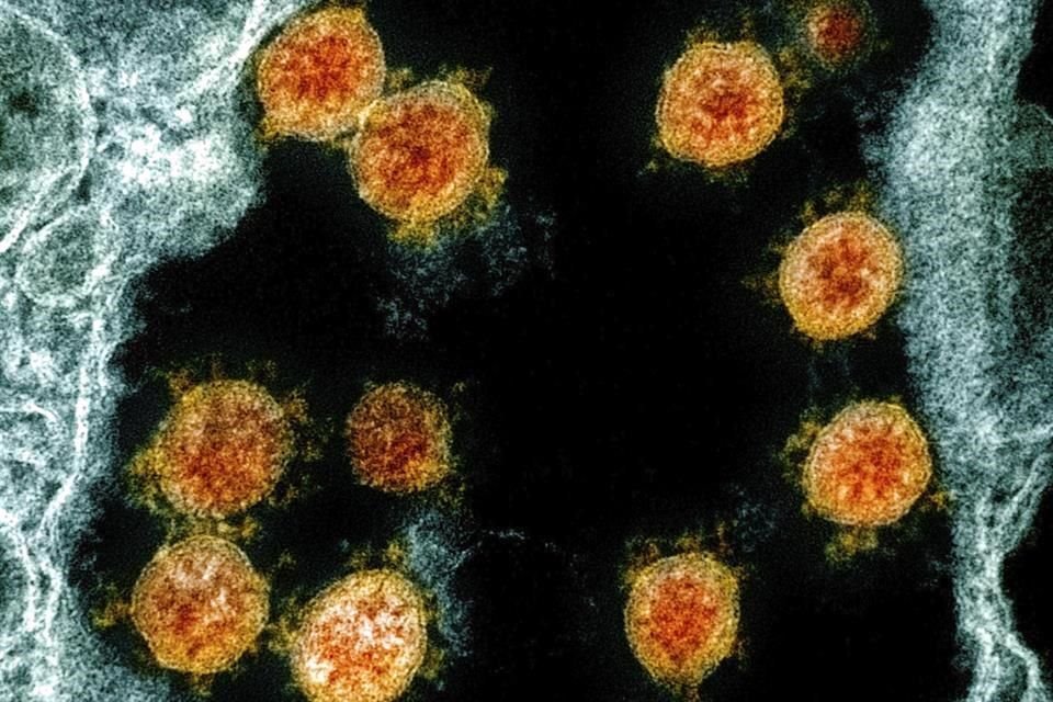 El contagio del nuevo coronavirus de murciélagos a humanos pasó a través de otro animal, estima estudio de la OMS al que tuvo acceso AP.