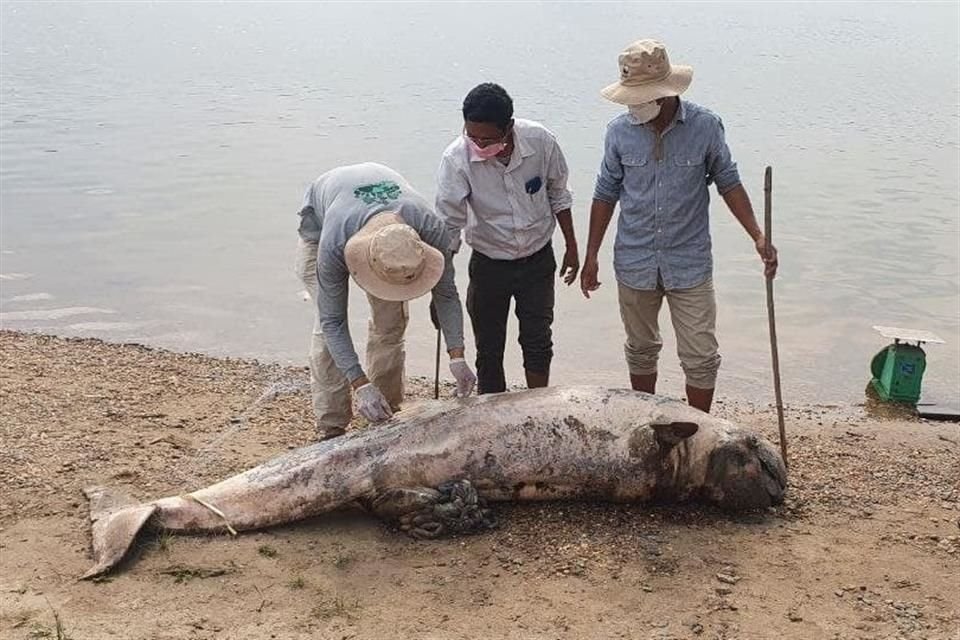 El estanque Cheuteal de Camboya perdió a su último ejemplar conocido de delfín del río Irawadi, especie en peligro crítico de extinción.