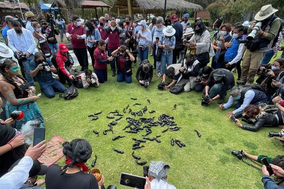 'Esta especie es un anfibio y por característica de los ejemplares no tenían que estar en el pasto, tenían que estar en agua', dijo Villagrán.