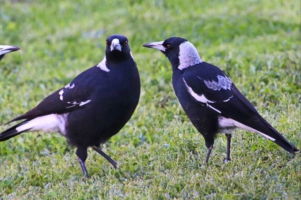 Aves australianas sorprendieron a científicos al ayudarse entre sí para quitarse rastreadores colocados para estudiar su movimiento.