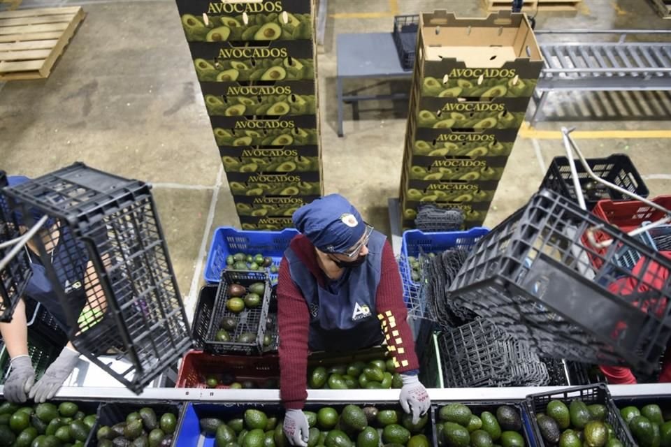 Empleados laboran en una empacadora de aguacates en el municipio de Ario de Rosales, Michoacán.