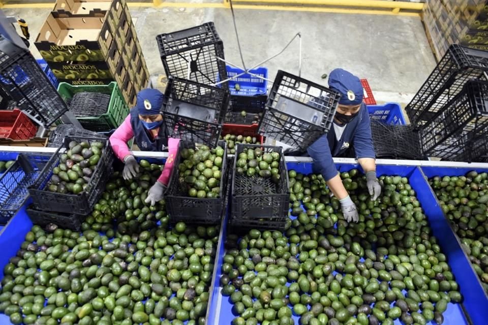 Empleados laboran en una empacadora de aguacates en el municipio de Ario de Rosales, Michoacán.