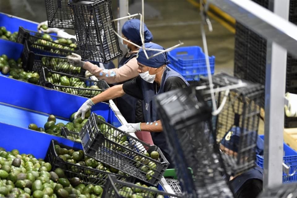 Empleados laboran en una empacadora de aguacates en el municipio de Ario de Rosales, Michoacán.