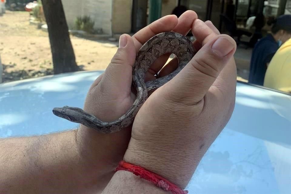 En el Parque El Deán, sorprendieron a un hombre que intentaba vender una boa.