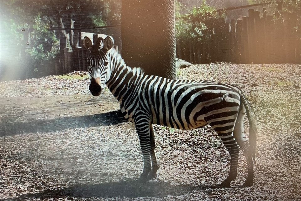 La cebra que ha sido objeto de la atención de organizaciones protectoras de fauna es atendida, pero con riesgos para la cría.