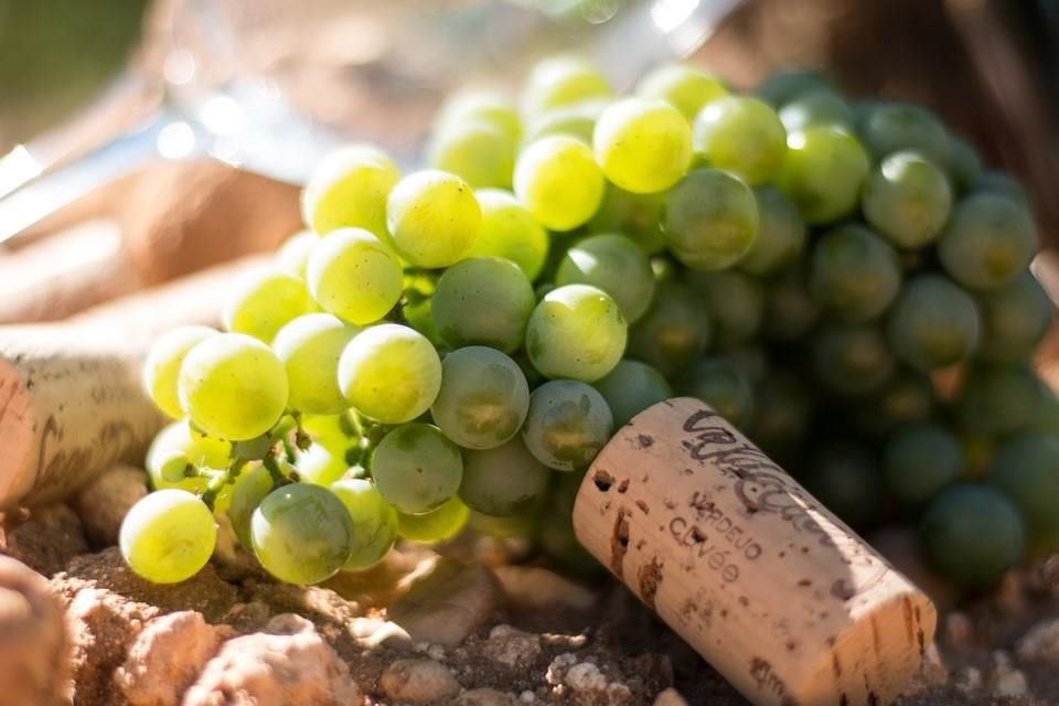 Uva Verdejo.