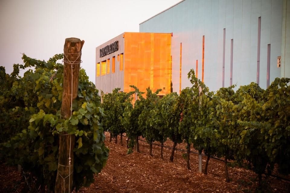 Viñedos de Bodegas Valdecuevas.