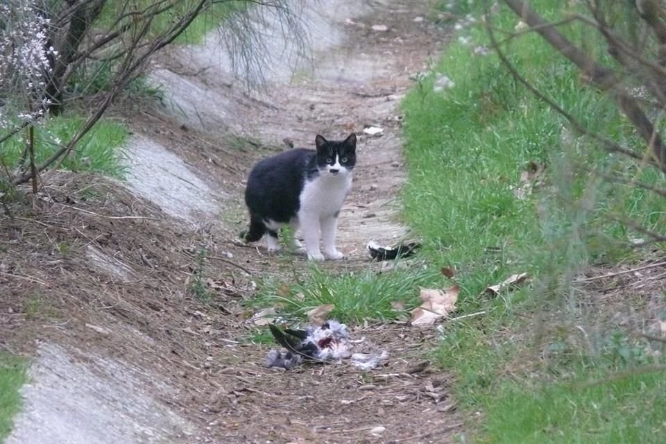 Las aves en las ciudades huyen antes y vuelan a sitios más altos por el miedo a los gatos de la calle, señala estudio.