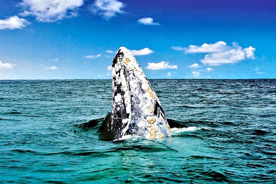 En las costas de Baja California es posible tener avistamientos de la ballena gris, aventúrate a conocerlas.