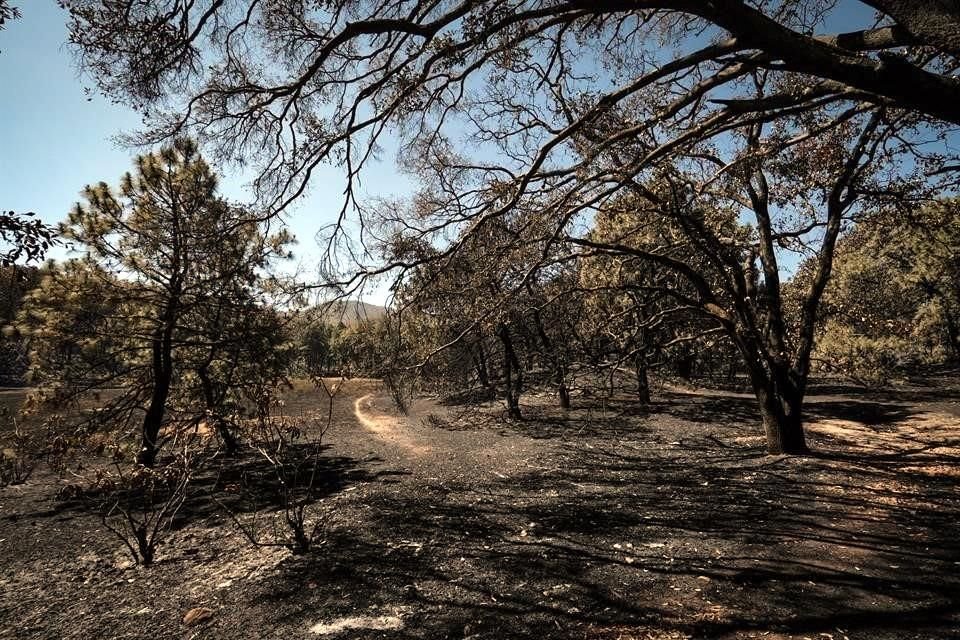 Área donde ocurrió el incendio de La Primavera el 23 de marzo.