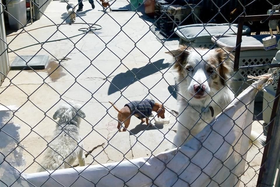 Hotel para perros ubicado en el Rancho la Cebada del Bosque La Primavera.