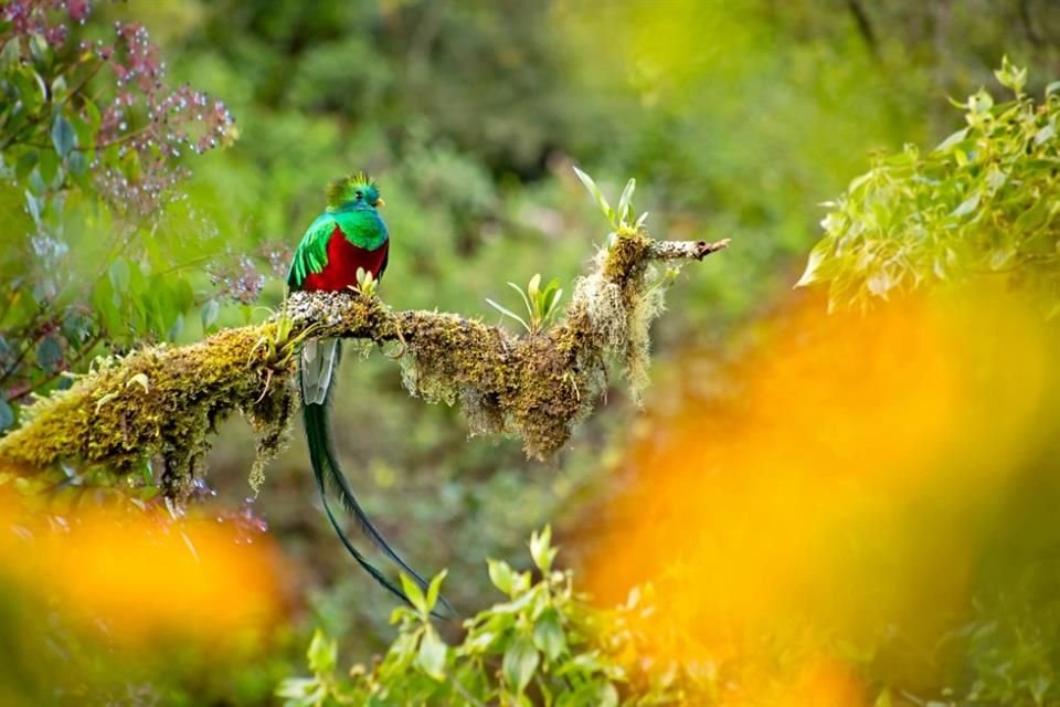 Hacer senderismo en algún parque nacional o dejarse guiar por un experto para lograr avistar algunas aves como el Quetzal.