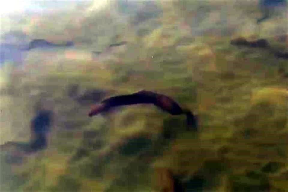 Captura del video publicado por el Gobierno de Nayarit, donde anuncian prohibición para nadar en Rincón de Guayabitos, debido al pez morena.