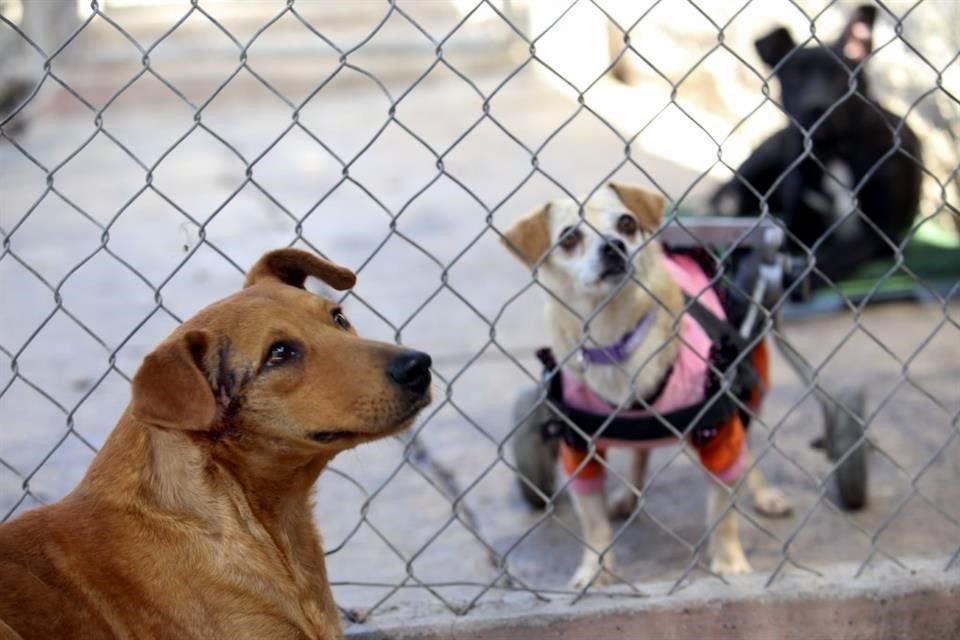 Integrantes del Refugio Buenos Chicos.