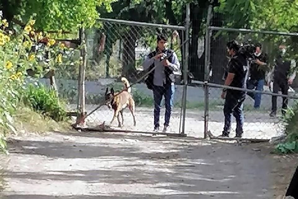 En la búsqueda participan binomios caninos.