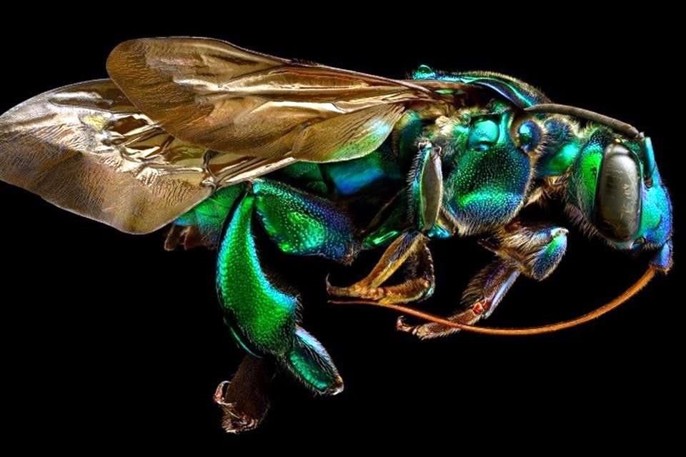 La muestra 'Microsculpture (Microescultura)' es una mirada inédita, por meticulosa y detallada, al mundo de los insectos.