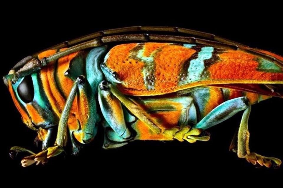 La muestra de Levon Biss permanecerá por tres meses en el Bosque de Chapultepec en el marco del Festival Insecta.