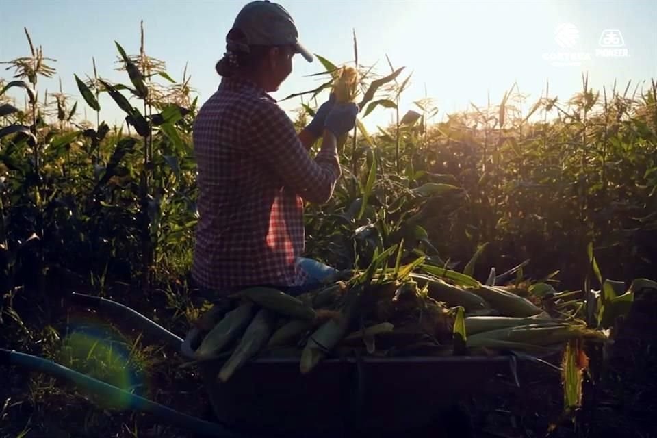 En México se han detectado actividades agrícolas realizadas por niños o bajo condiciones de explotación.