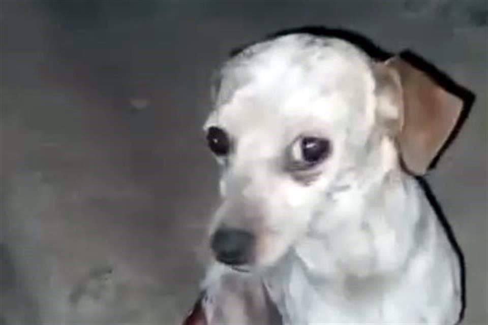 Buenos Chicos atiende a perros víctima de maltrato.