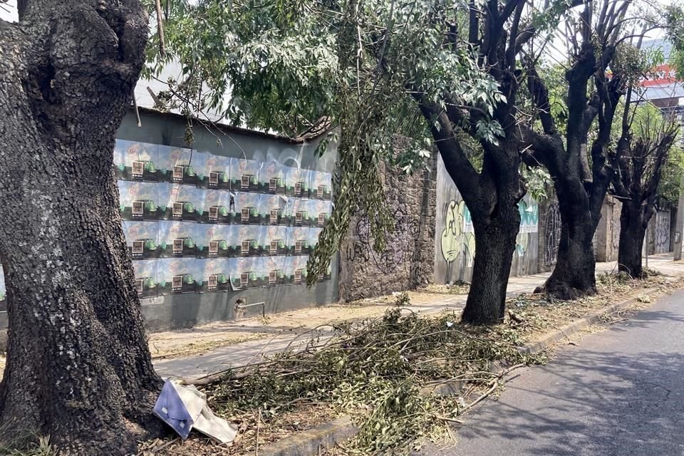 Compensar los servicios ambientales que brindaban 8 mil árboles talados entre 2015 y 2022 podría demorar 15 años, estima académico.