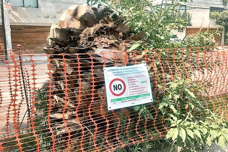 Para construcción de centro comercial en Colonia del Valle, árboles catalogados como protegidos fueron talados, pese a negativa de vecinos.