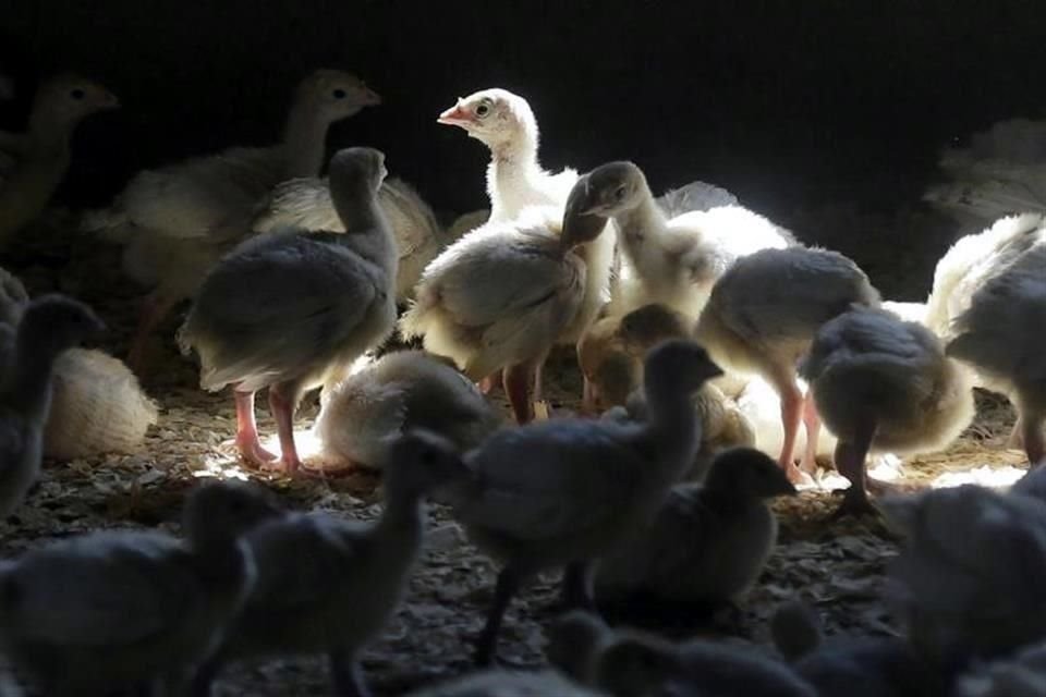 EL virus afecta a las aves. 